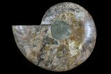 Cut & Polished Ammonite Fossil (Half) - Madagascar #166951-1